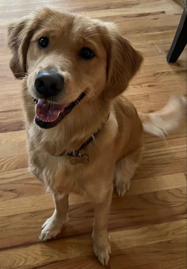 Golden Retriever Puppies media 2