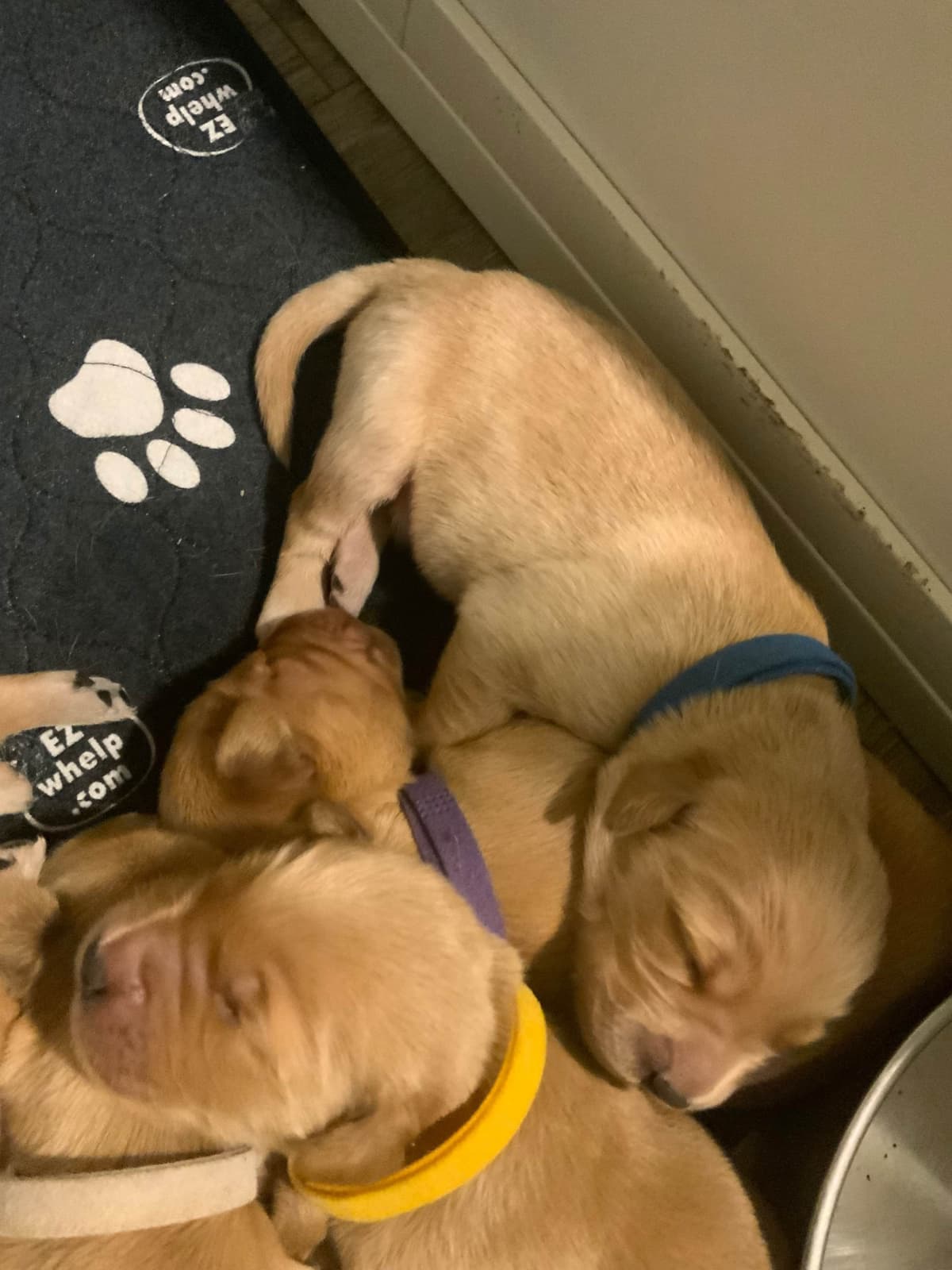 Golden Retriever Puppies breeder image 4