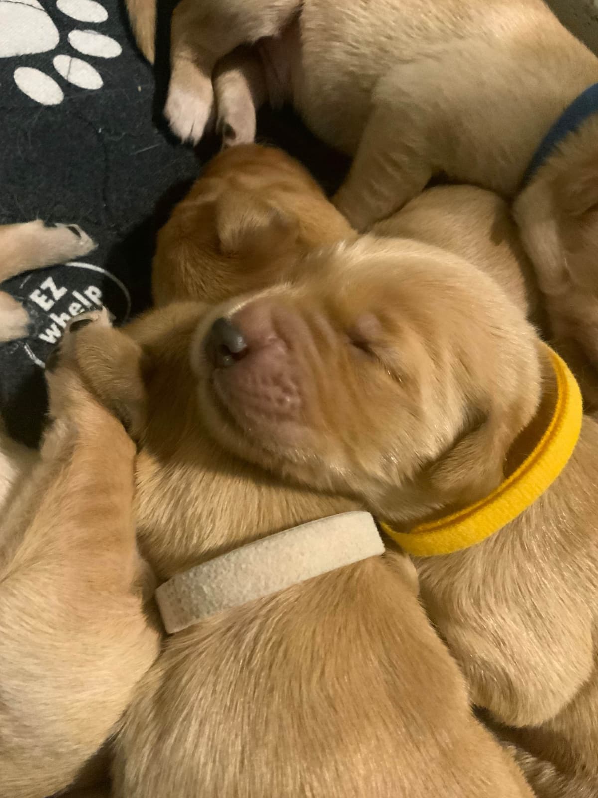 Golden Retriever Puppies breeder image 3