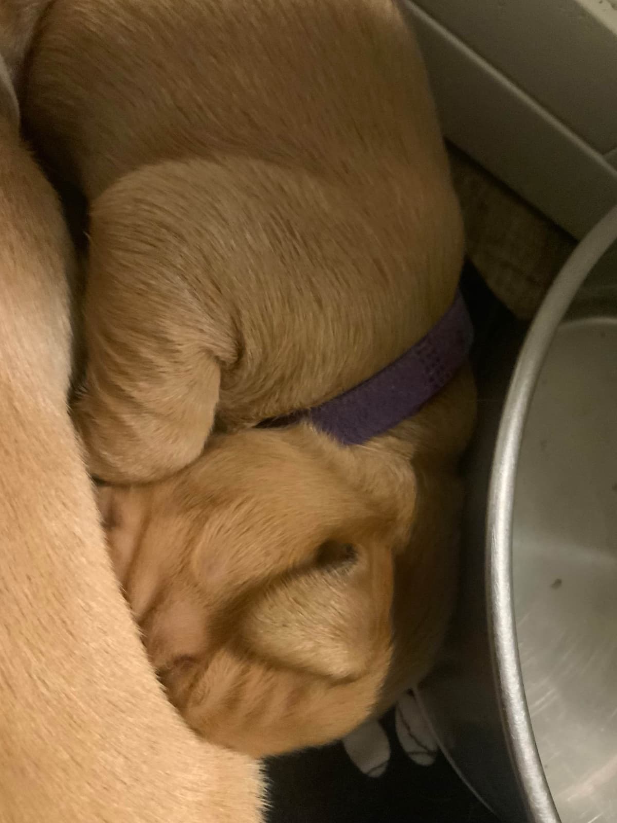 Golden Retriever Puppies breeder image 5