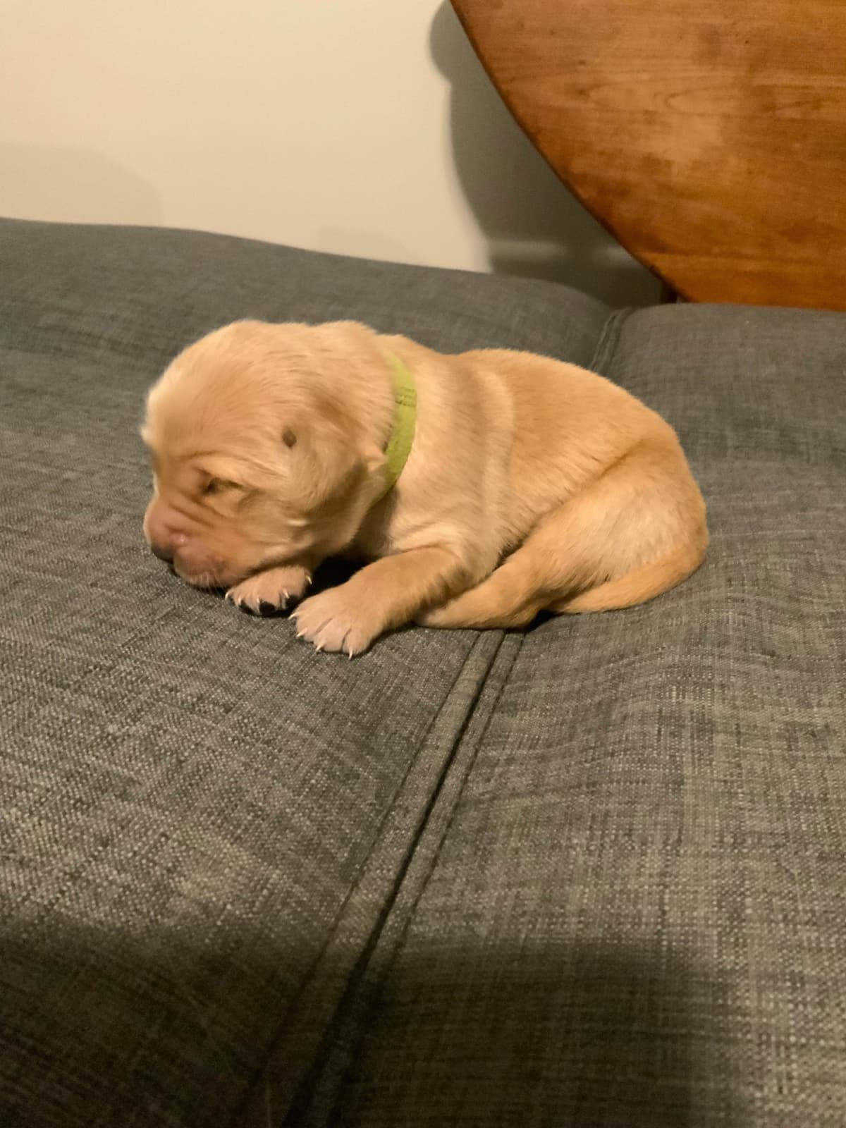 Golden Retriever Puppies breeder image 6