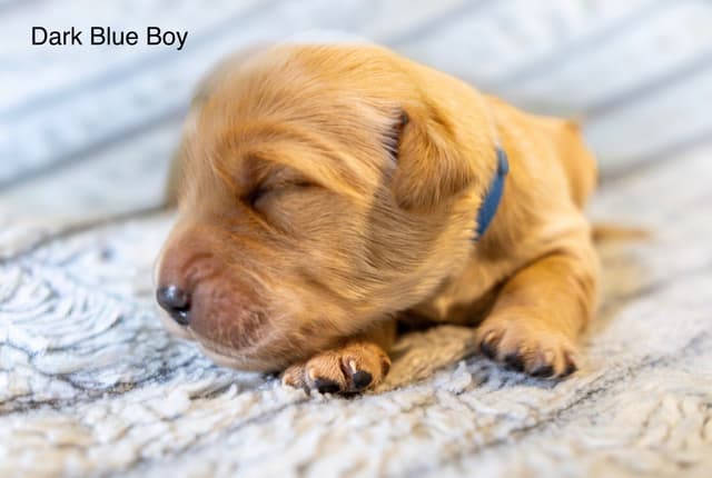 Golden Retriever Puppies media 5
