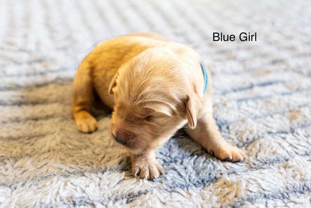 Golden Retriever Puppies media 6