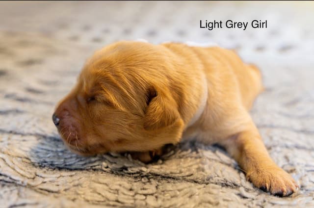 Golden Retriever Puppies media 13
