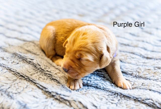 Golden Retriever Puppies media 10