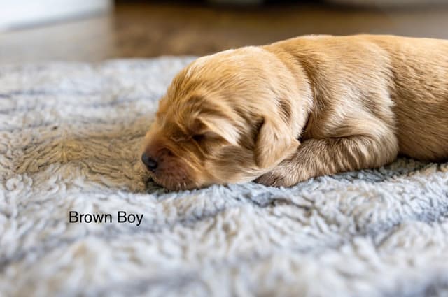Golden Retriever Puppies media 8
