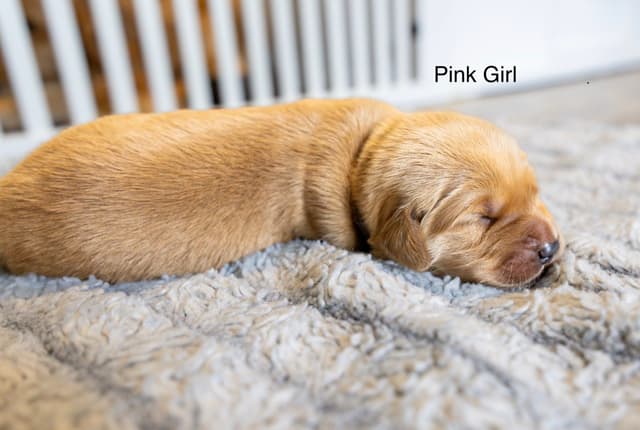 Golden Retriever Puppies media 9