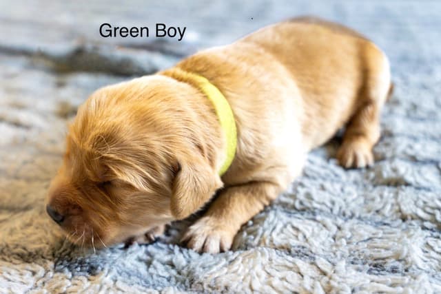 Golden Retriever Puppies media 12