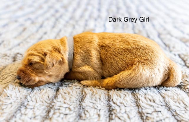 Golden Retriever Puppies media 7