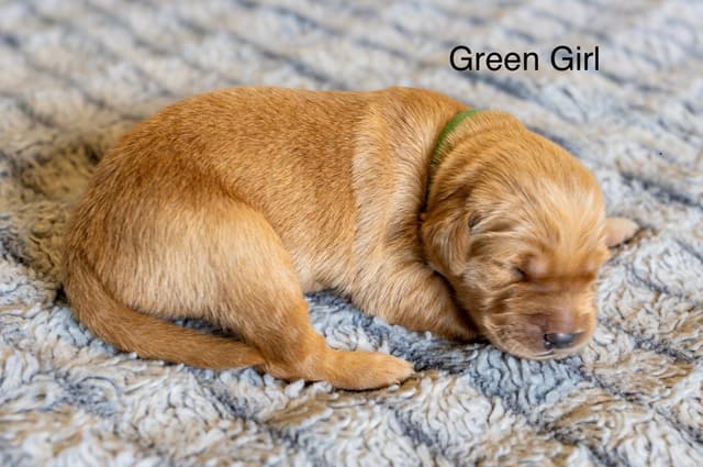 Golden Retriever Puppies media 4