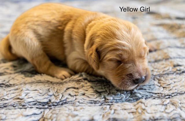 Golden Retriever Puppies media 11