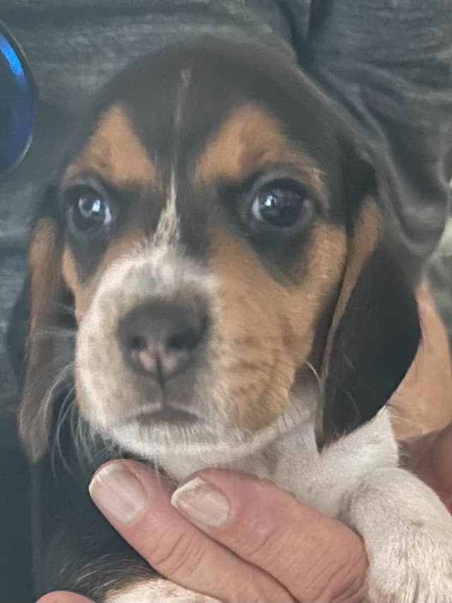 Beagle Puppies media 2