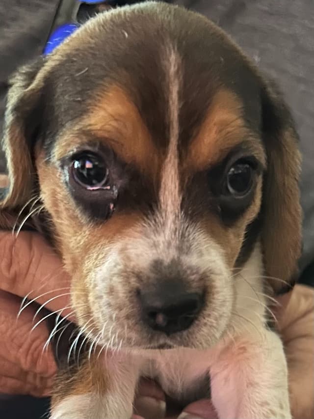 Beagle Puppies media 3