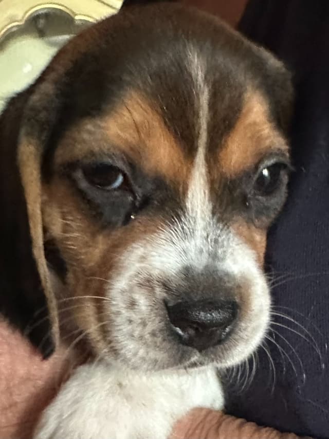 Beagle Puppies media 4