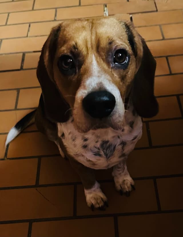 Beagle Puppies media 5