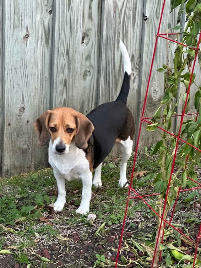 Beagle Puppies media 6