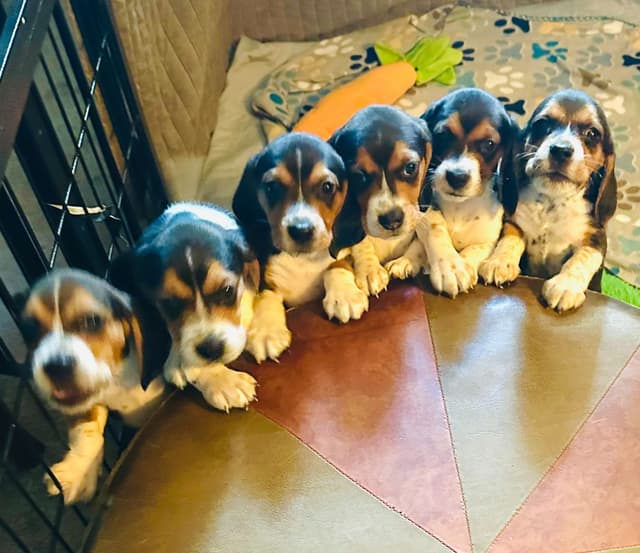 Beagle Puppies media 7