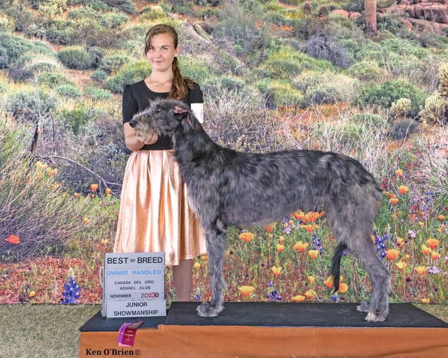 Scottish Deerhound Puppies media 2