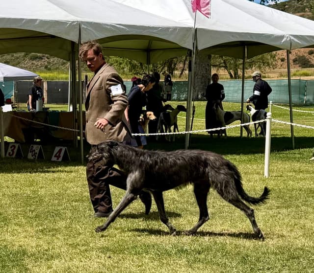 Scottish Deerhound Puppies media 3
