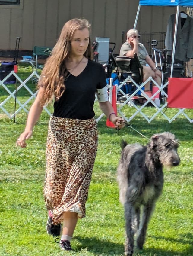 Scottish Deerhound Puppies media 4