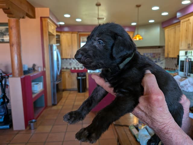 Scottish Deerhound Puppies media 5