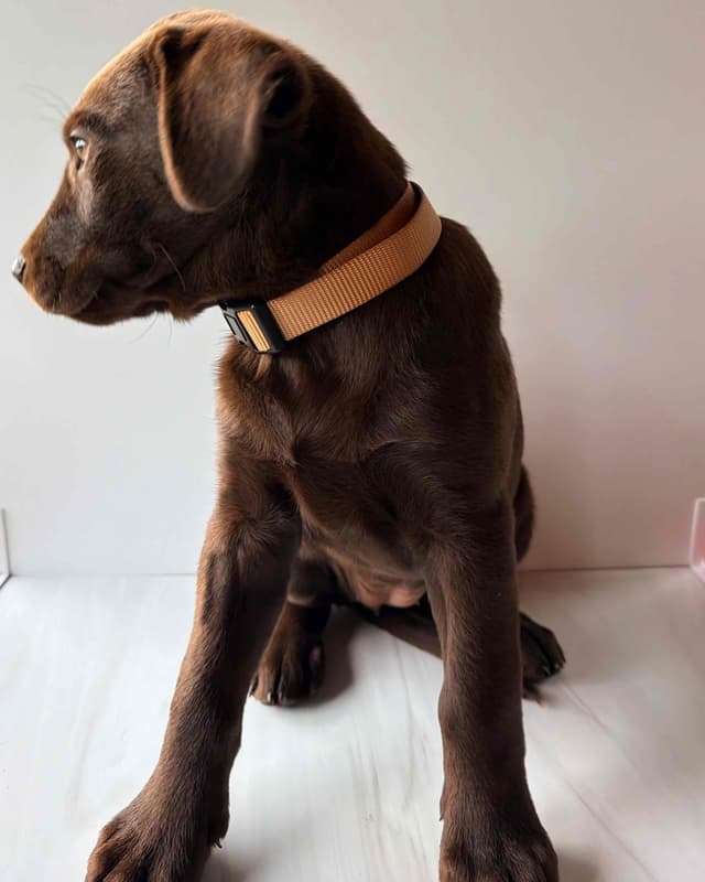 Labrador Retriever Puppies media 2
