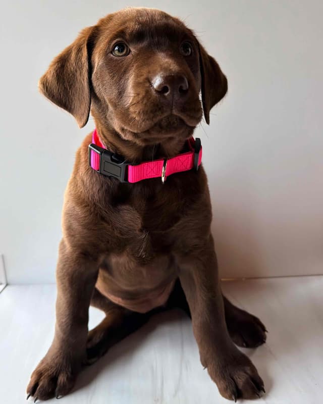 Labrador Retriever Puppies media 3