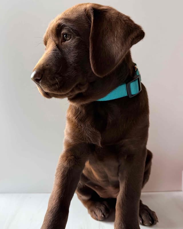 Labrador Retriever Puppies media 4