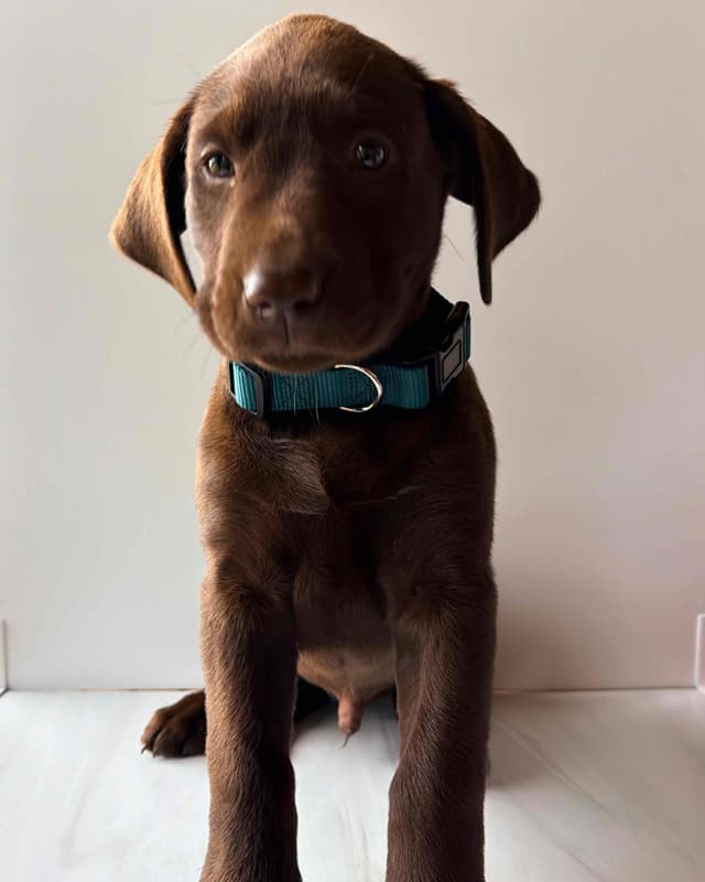 Labrador Retriever Puppies media 5