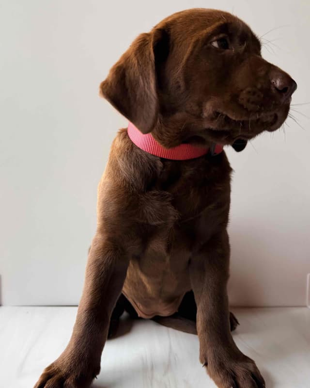 Labrador Retriever Puppies media 6