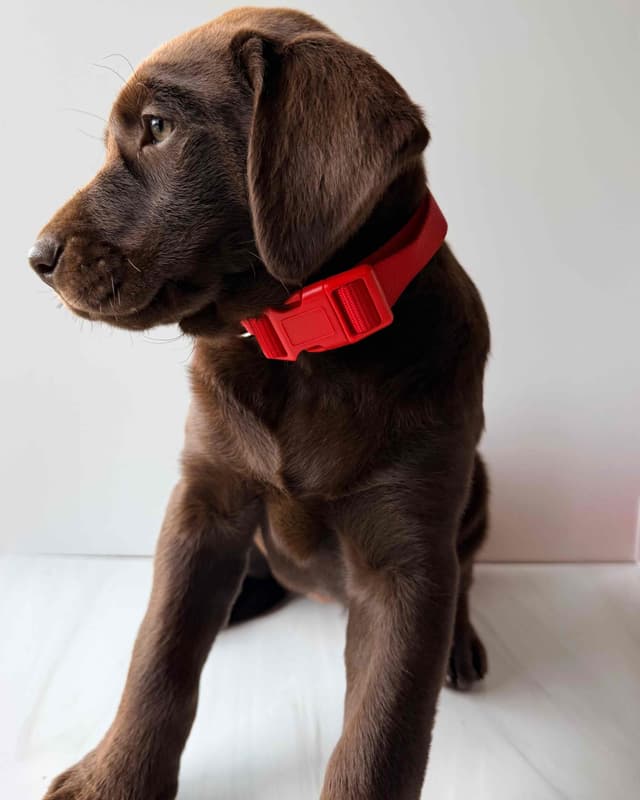 Labrador Retriever Puppies media 7