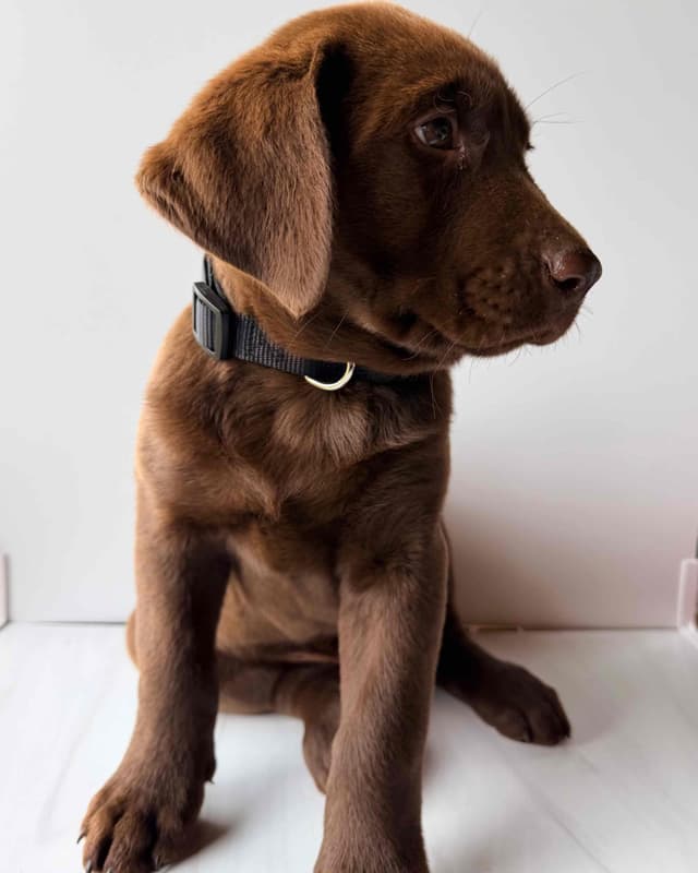 Labrador Retriever Puppies media 8