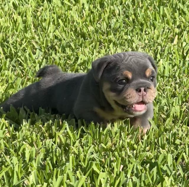 Bulldog Puppies media 2