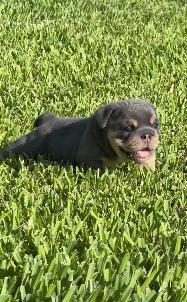 Bulldog Puppies media 3