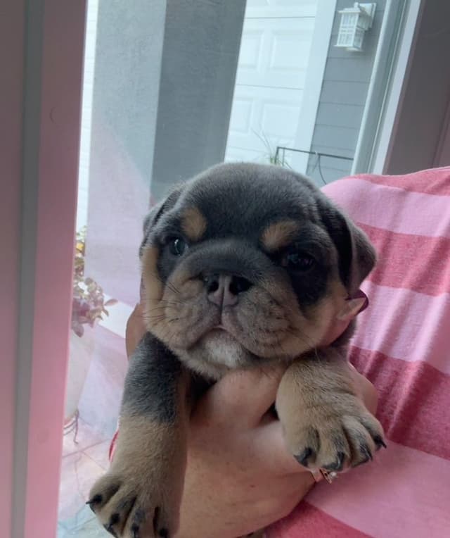 Bulldog Puppies media 4