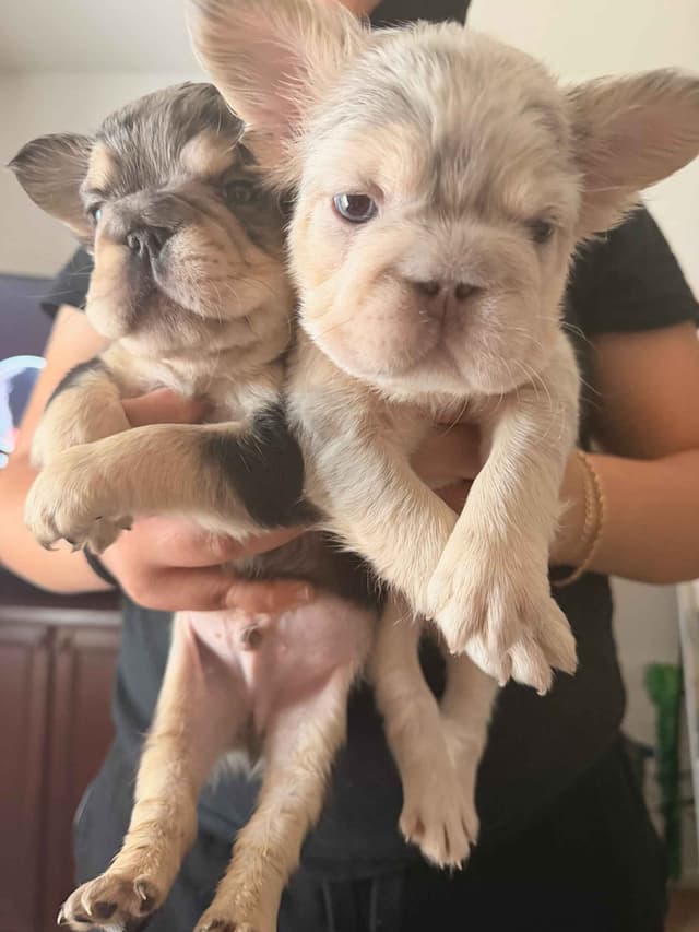 French Bulldog Puppies media 2
