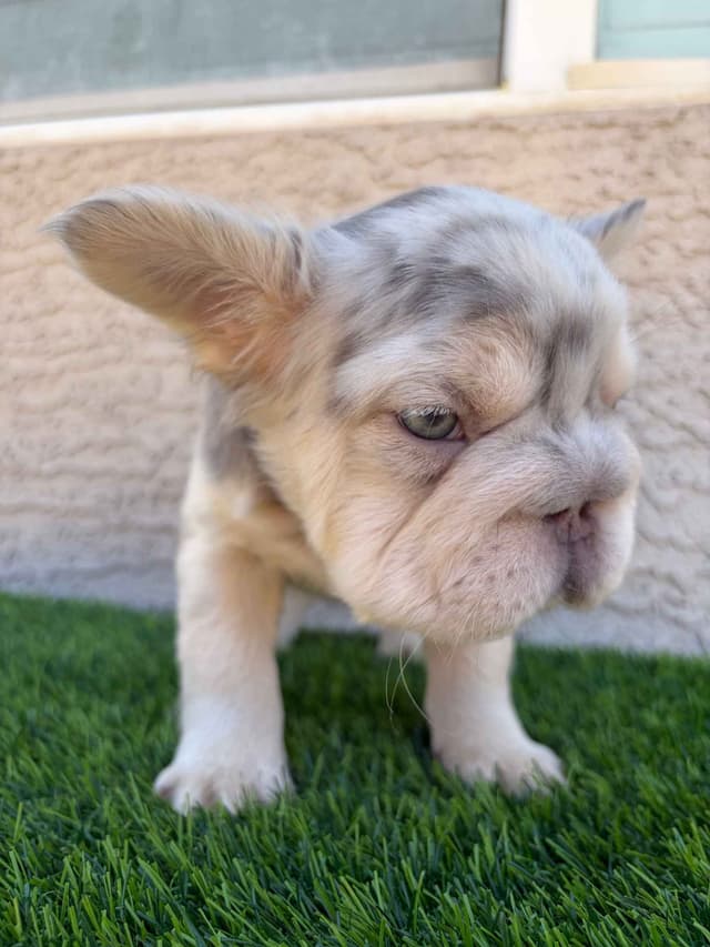 French Bulldog Puppies media 3