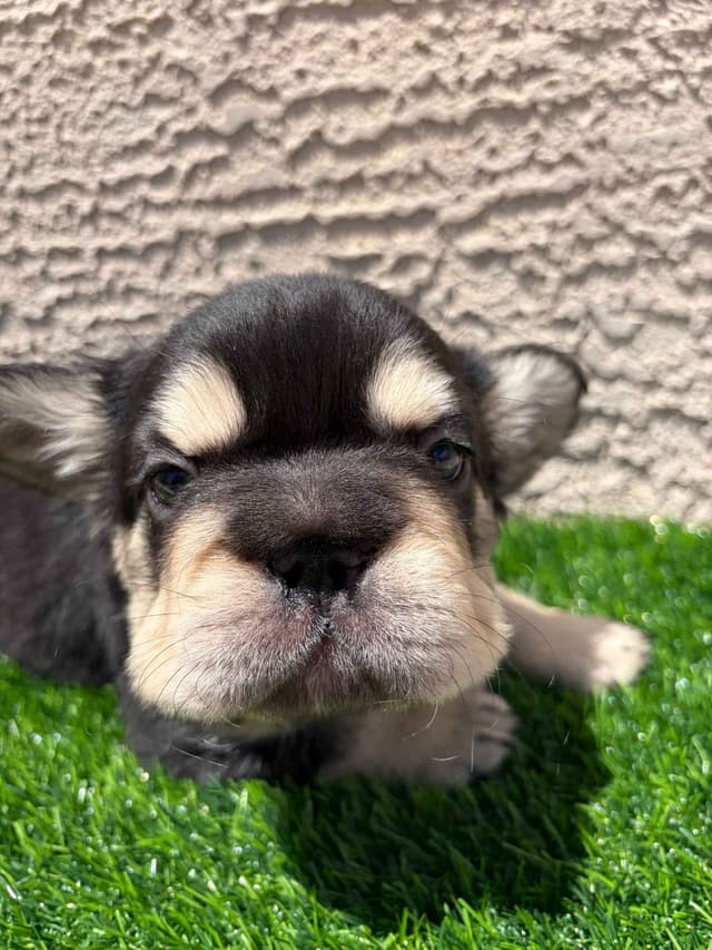 French Bulldog Puppies media 4