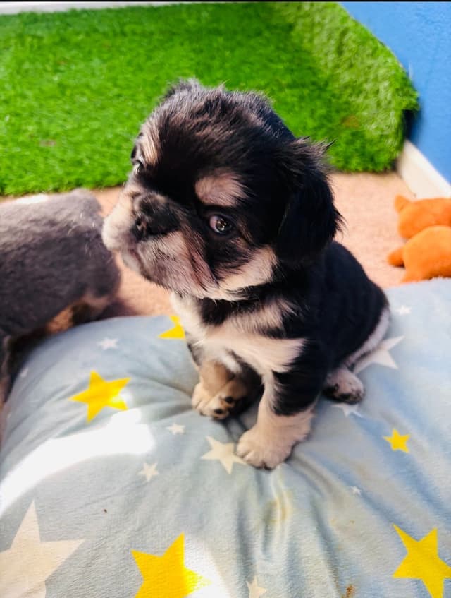 French Bulldog Puppies media 5