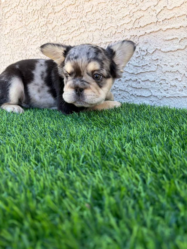 French Bulldog Puppies media 6