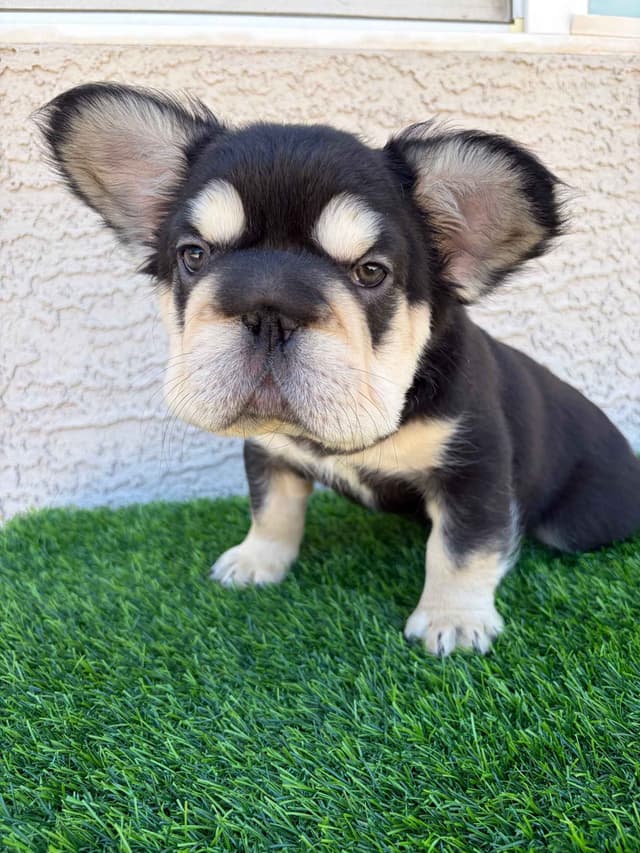 French Bulldog Puppies media 7