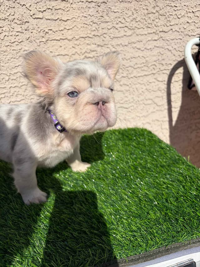 French Bulldog Puppies media 8