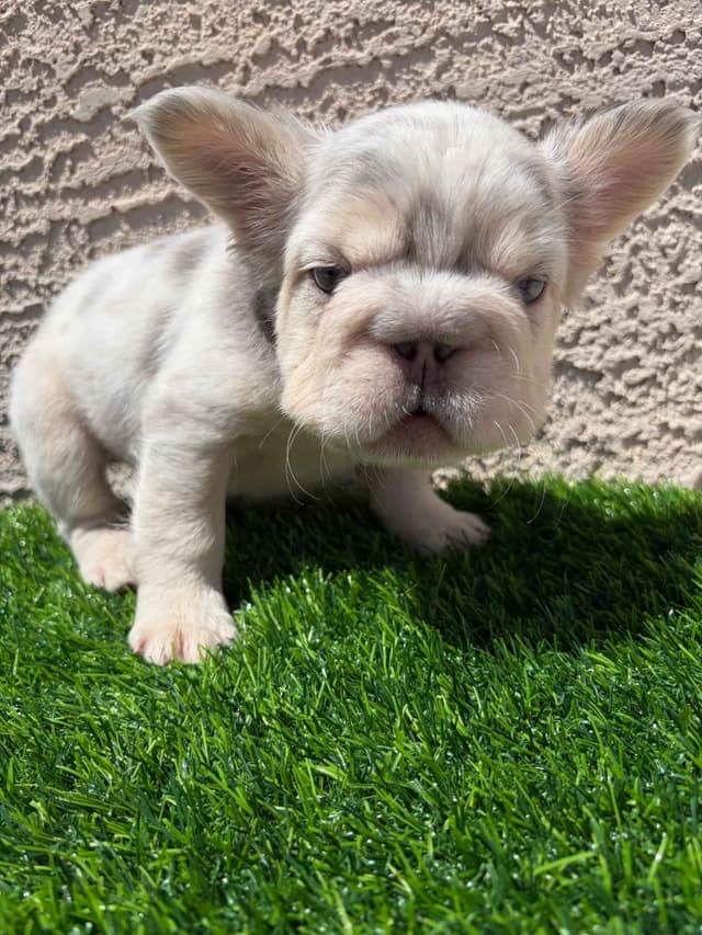 French Bulldog Puppies media 9