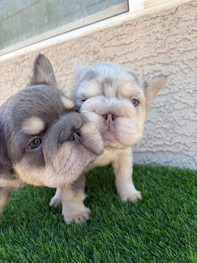 French Bulldog Puppies media 10