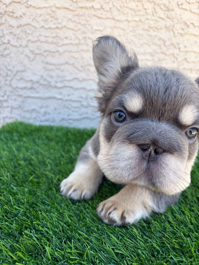 French Bulldog Puppies media 11