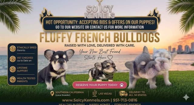 French Bulldog Puppies media 12