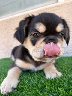French Bulldog Puppies breeder image 1