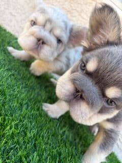 French Bulldog Puppies breeder image 2