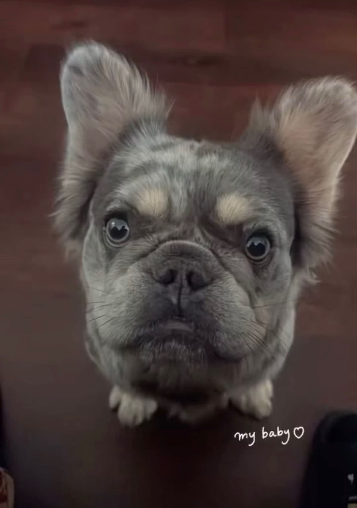 French Bulldog Puppies breeder image 3