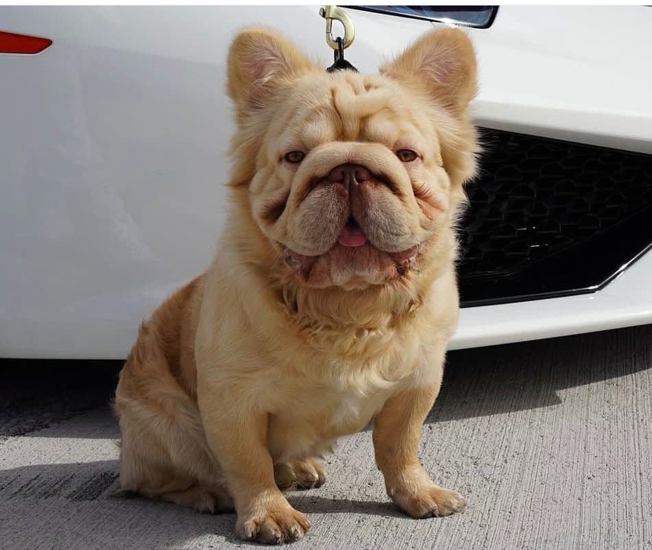 French Bulldog Puppies breeder image 4